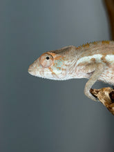 Load image into Gallery viewer, Young female Ambanja Panther Chameleon perched naturally on a branch.