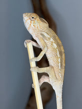 Load image into Gallery viewer, Close-up of a healthy female Ambilobe Panther Chameleon showing alert eyes and detailed facial markings.