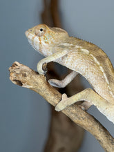 Load image into Gallery viewer, Female Ambilobe Panther Chameleon displaying soft peach, cream, and blush coloration.