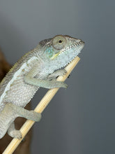 Load image into Gallery viewer, Young female Ambilobe Panther Chameleon perched on a branch