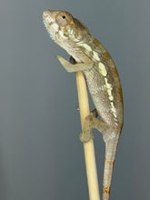 Load image into Gallery viewer, Healthy captive-bred female Ambilobe Panther Chameleon perched on a branch.