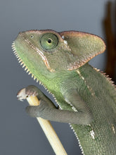 Load image into Gallery viewer, Close-up of female veiled chameleon’s head, highlighting her eyes, casque, and bright coloration