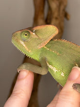 Load image into Gallery viewer, Close-up of female veiled chameleon’s head, highlighting her eyes, casque, and bright coloration