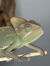 Load image into Gallery viewer, Full-body view of captive-bred female veiled chameleon on a natural branch