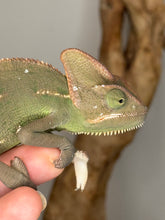 Load image into Gallery viewer, Female veiled chameleon in her well-maintained enclosure, showing climbing space and foliage