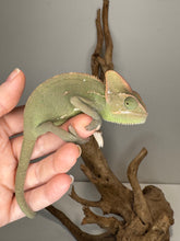 Load image into Gallery viewer, Female veiled chameleon being gently held, showing her calm and personable nature