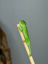 Load image into Gallery viewer, Side profile of a healthy juvenile female Veiled Chameleon.
