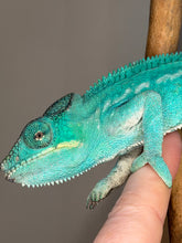 Load image into Gallery viewer, Male Nosy Be panther chameleon showing classic blue-green colors