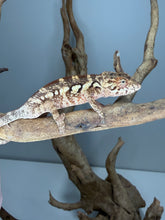 Load image into Gallery viewer, Fired-up female Ambilobe Panther Chameleon displaying rich dark rust coloration with soft peach undertones from the Aslan x Flash Jr. pairing.