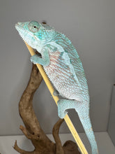 Load image into Gallery viewer, Juvenile male Red Panther Chameleon showing early red coloration