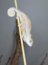 Load image into Gallery viewer, Captive-bred Ambilobe Panther Chameleon from our Flash × Aslan bloodlines.