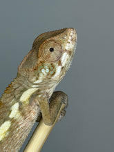 Load image into Gallery viewer, Close-up of a female Ambilobe Panther Chameleon from Flash × Aslan bloodlines.
