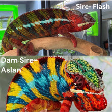 Load image into Gallery viewer, Flash × Aslan Ambilobe Panther Chameleon sire and lineage reference.