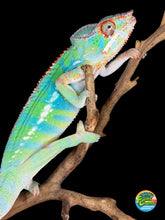 Load image into Gallery viewer, Male Ambilobe Panther Chameleon holdback from Flash Jr. × Aslan clutch with vibrant green and blue tones