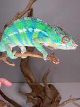 Load image into Gallery viewer, Captive-bred Flash Jr. × Aslan Ambilobe Panther Chameleon showing early yellow coloration