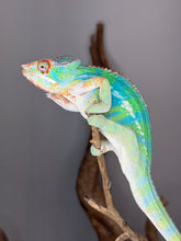 Load image into Gallery viewer, Calm and curious Ambilobe Panther Chameleon male bred by FramsChams