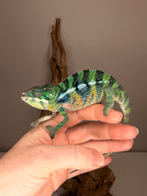 Load image into Gallery viewer, Juvenile male Ambilobe Panther Chameleon with developing red body coloration and bright blue bars from Flash Jr. x Aslan lineage.