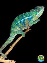 Load image into Gallery viewer, Young male Ambilobe Panther Chameleon from Flash Jr. and Aslan bloodlines displaying vibrant red, blue, and turquoise coloration.