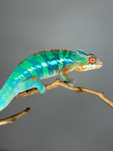 Load image into Gallery viewer, Captive-bred Flash Jr. × Aslan Ambilobe Panther Chameleon with developing yellow tones