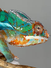 Load image into Gallery viewer, Juvenile male Ambilobe Panther Chameleon displaying vivid greens and blues from Flash Jr. × Aslan pairing