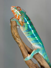 Load image into Gallery viewer, Young male Ambilobe Panther Chameleon with elite genetics and developing adult coloration
