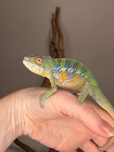 Load image into Gallery viewer, Ambilobe Panther Chameleon juvenile showing developing orange and blue coloration