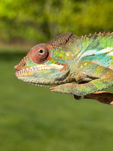 Load image into Gallery viewer, Close-up of a juvenile male Panther Chameleon from the Flash Jr. x Aslan bloodline