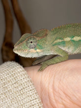 Load image into Gallery viewer, Ambilobe panther chameleon male from Flash Jr and Aslan lineage with developing colors