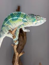 Load image into Gallery viewer, Side profile of a male Ambilobe Panther Chameleon from the Flash Jr. x Aslan pairing.