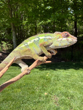 Load image into Gallery viewer, Flash Jr. x Aslan Panther Chameleon juvenile with striking early colors