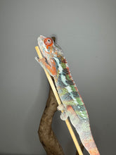 Load image into Gallery viewer, Flash Jr. x Aslan Ambilobe Panther Chameleon displaying dominant red hues