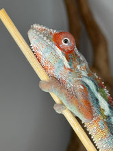 Load image into Gallery viewer, Flash Jr. lineage Ambilobe Panther Chameleon with red and orange body coloration