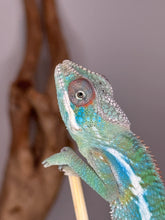 Load image into Gallery viewer, Reference image of Flash Jr. & Aslan lineage producing bold colors