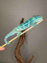 Load image into Gallery viewer, Ambanja Panther Chameleon bred from Blue Magic bloodline at FramsChams