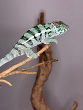 Load image into Gallery viewer, Vibrant blues and greens on a male Ambanja Panther Chameleon