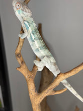 Load image into Gallery viewer, FramsChams Ambilobe male chameleon entering color up phase