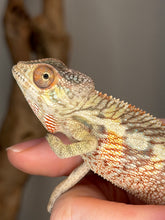 Load image into Gallery viewer, Young Ambilobe Panther Chameleon with turquoise bars and yellow-orange coloration from FramsChams breeding program.