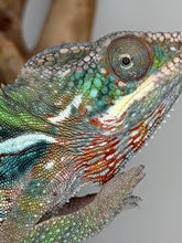 Load image into Gallery viewer, Young male Ambilobe Panther Chameleon bred by FramsChams with exceptional developing colors.