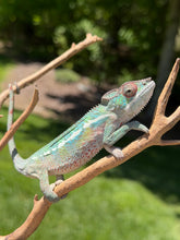 Load image into Gallery viewer, Flash Jr. x Aslan Panther Chameleon with gentle personality and healthy appearance