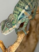 Load image into Gallery viewer, Young male Panther Chameleon displaying bright orange and developing blue coloration