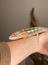 Load image into Gallery viewer, FramsChams red Ambilobe Panther Chameleon showcasing vibrant reds and subtle blues