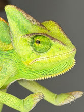 Load image into Gallery viewer, Friendly, hand-raised juvenile Veiled Chameleon ready for a loving home