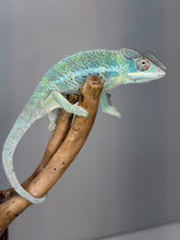 Load image into Gallery viewer, Healthy young male Ambilobe Panther Chameleon perched naturally on a branch.