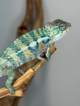 Load image into Gallery viewer, Captive bred young male Panther Chameleon from FramsChams