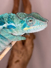 Load image into Gallery viewer, Future Blue Stunner Ambanja Panther Chameleon with rich turquoise undertones