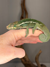 Load image into Gallery viewer, Close-up of gentle male Ambilobe Panther Chameleon with bright details