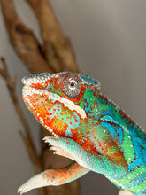 Load image into Gallery viewer, Green juvenile Ambilobe panther chameleon with developing coloration