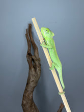 Load image into Gallery viewer, Hand-raised juvenile female Veiled Chameleon perched on a natural branch.