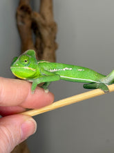 Load image into Gallery viewer, A bright green male Veiled chameleon perched on a thin wooden stick held against a person's fingers, with a blurred gray background and brown branch behind it.