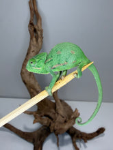 Load image into Gallery viewer, Hand-raised juvenile Veiled Chameleon climbing a branch